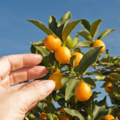 Nagami Kumquat Tree -Blossom Berry Shop Nagami Kumquat 1 FGT 53154ba8 d115 4c13 bdd7 2e152c12e263