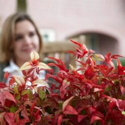 Fire Power Nandina Shrub -Blossom Berry Shop Nandina Firepower 1