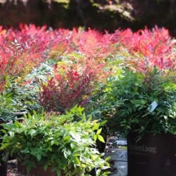 Obsession™ Nandina Shrub -Blossom Berry Shop Nandina Obsession 7 FGT