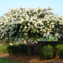 Natchez Crape Myrtle Tree -Blossom Berry Shop Natchez Crape Myrtle 1 FGT