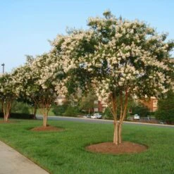 Natchez Crape Myrtle Tree -Blossom Berry Shop Natchez Crape Myrtle 8 FGT