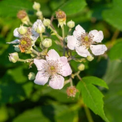 Navaho Blackberry -Blossom Berry Shop Navaho Blackberry 1