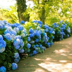 Nikko Blue Hydrangea 6 Nikko Blue Hydrangea -Blossom Berry Shop Nikko Blue Hydrangea 1 FGT