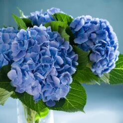 Nikko Blue Hydrangea 7 Nikko Blue Hydrangea -Blossom Berry Shop Nikko Blue Hydrangea 2 FGT