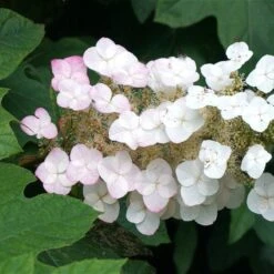 Oakleaf Hydrangea Shrub -Blossom Berry Shop OAKLEAF FGT THUMB a396bc6d 9d3c 49ac 82c6 f1db3d28bb3d