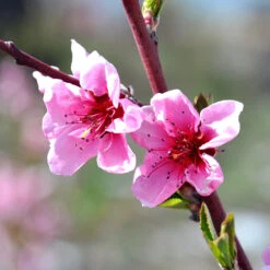 Indian Free White Peach Tree 9 Indian Free White Peach Tree -Blossom Berry Shop OHenry Peach 1 a8c9af02 394c 42ec 8c32 10aa2bbdcc4b