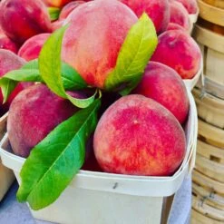 O'Henry Peach Tree -Blossom Berry Shop OHenry Peach 3