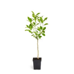 Calamondin Tree -Blossom Berry Shop ORG CAL 12 1QT