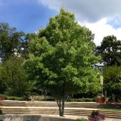 October Glory Red Maple Tree -Blossom Berry Shop October Glory Maple 1 FGT