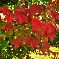 October Glory Red Maple Tree -Blossom Berry Shop October Glory Maple 2 FGT