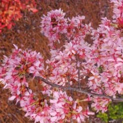Okame Cherry Tree -Blossom Berry Shop Okame Cherry 01 FGT