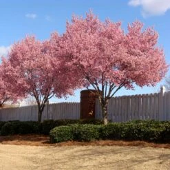 Okame Cherry Tree -Blossom Berry Shop Okame Cherry 02 FGT