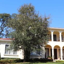 Oliana Olive Tree -Blossom Berry Shop Oliana Olive 2