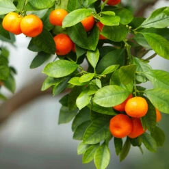 Owari Satsuma Mandarin Tree -Blossom Berry Shop Owari Satsuma Mandarin 3