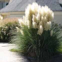 Pampas Grass -Blossom Berry Shop Pampas Grass 4 FGT