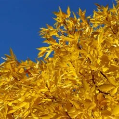 Patmore Green Ash Tree 9 Patmore Green Ash Tree -Blossom Berry Shop Patmore Green Ash 2