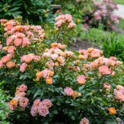 Peach Drift® Rose -Blossom Berry Shop Peach Drift Rose 2 FGT