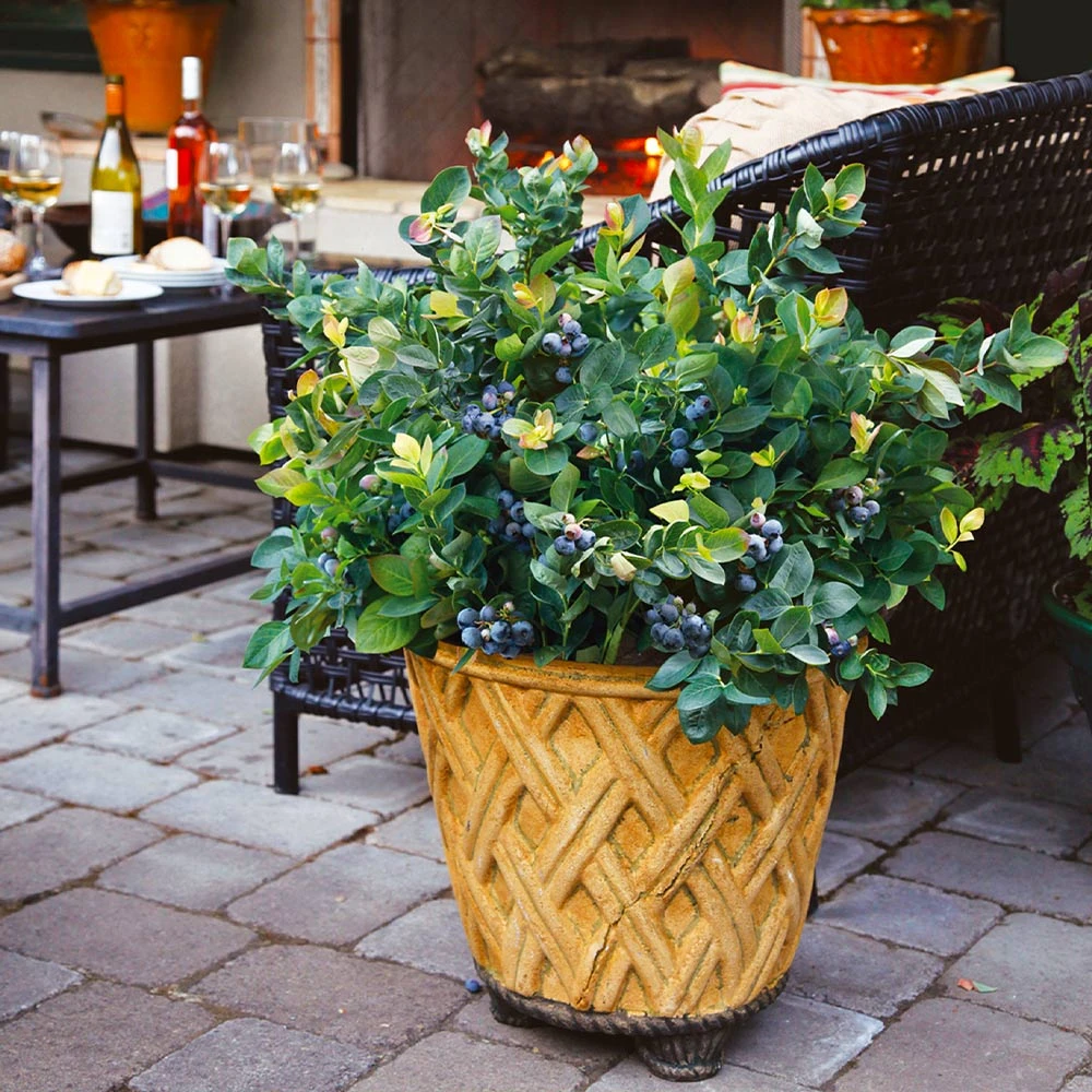 Bushel And Berry® Peach Sorbet™ Blueberry Bush 6 Bushel And Berry® Peach Sorbet™ Blueberry Bush - Image 6