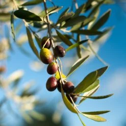 Pendolino Olive Tree -Blossom Berry Shop Pendolino Olive