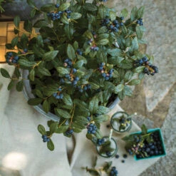 Bushel And Berry® Perpetua Blueberry -Blossom Berry Shop Perpetua Blueberry 1 FGT