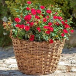 Petite Knock Out® Rose -Blossom Berry Shop Petite Red Knockout Rose2 FGT