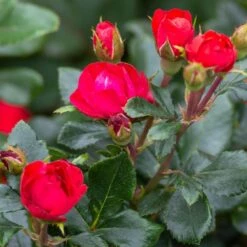 Petite Knock Out® Rose -Blossom Berry Shop Petite Red Knockout Rose3
