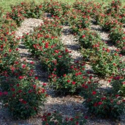 Petite Knock Out® Rose -Blossom Berry Shop Petite Red Knockout Rose6