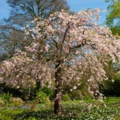 Pink Weeping Cherry Tree -Blossom Berry Shop Pink Double Weeping Cherry 6 FGT