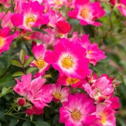 Pink Drift® Rose -Blossom Berry Shop Pink Drift Rose 1 FGT