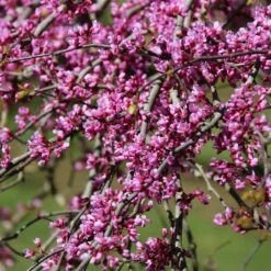 Pink Heartbreaker Redbud Tree -Blossom Berry Shop Pink Heartbreaker Redbud 1