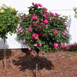 Pink Knock Out® Rose Tree -Blossom Berry Shop Pink Knockout Rose Tree 2