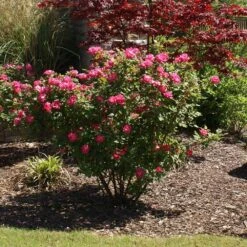 Double Pink Knock Out® Rose -Blossom Berry Shop Pink Knockout Shrub 3