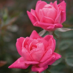 Double Pink Knock Out® Rose -Blossom Berry Shop Pink Knockout Shrub 4 FGT