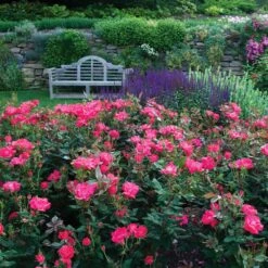 Double Pink Knock Out® Rose -Blossom Berry Shop Pink Knockout Shrub 6