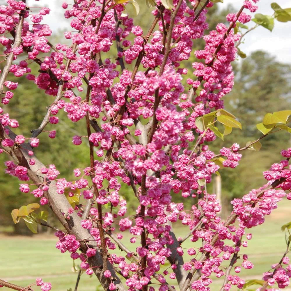 'Pink Pom Poms' Redbud Tree 3 'Pink Pom Poms' Redbud Tree - Image 3