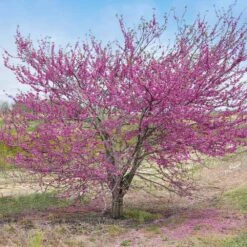 'Pink Pom Poms' Redbud Tree 8 'Pink Pom Poms' Redbud Tree -Blossom Berry Shop Pink Pom Pom Redbud 5