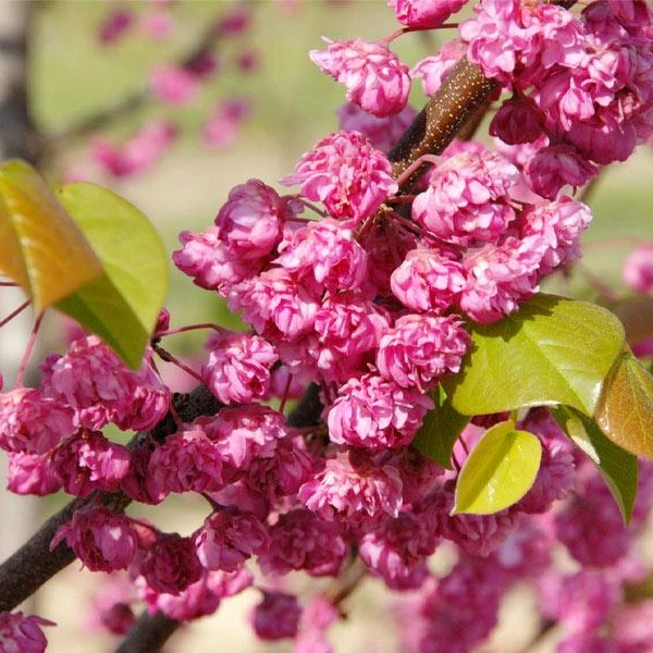 'Pink Pom Poms' Redbud Tree 1 'Pink Pom Poms' Redbud Tree
