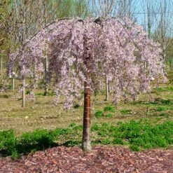 Pink Snow Showers™ Weeping Cherry Tree -Blossom Berry Shop Pink Snow Showers Flowering Chery 1