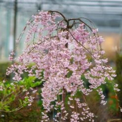 Pink Snow Showers™ Weeping Cherry Tree -Blossom Berry Shop Pink Snow Showers Flowering Chery 2