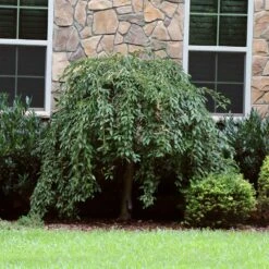 Pink Snow Showers™ Weeping Cherry Tree -Blossom Berry Shop Pink Snow Showers Flowering Chery 4