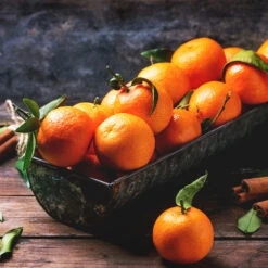 Pixie Mandarin Tree -Blossom Berry Shop Pixie Mandarin Tree 3