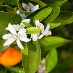 Pixie Mandarin Tree -Blossom Berry Shop Pixie Mandarin Tree 6