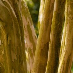 Pink Velour Crape Myrtle -Blossom Berry Shop Pnk Velour Crape Myrtle