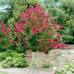 Pink Velour Crape Myrtle -Blossom Berry Shop Pnk Velour Crape Myrtle 4 FGT