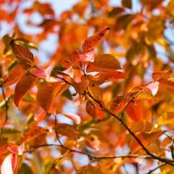Pink Velour Crape Myrtle -Blossom Berry Shop Pnk Velour Crape Myrtle 8