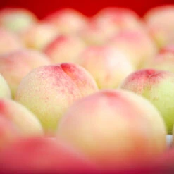 Polly Peach Tree -Blossom Berry Shop Polly Peach 2