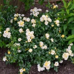 Popcorn Drift® Rose -Blossom Berry Shop Popcorn Drift Rose 3