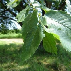 Prairie Expedition® Elm Tree -Blossom Berry Shop Prairie Expedition Elm 2