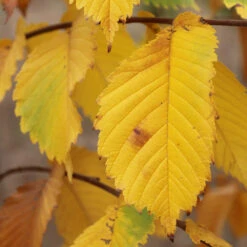 Prairie Expedition® Elm Tree -Blossom Berry Shop Prairie Expedition Elm 3