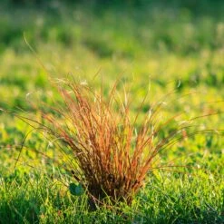 Prairie Fire Sedge -Blossom Berry Shop Prarie Fire Sedge 5 FGT